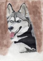Husky