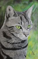 Katze