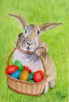 Hase